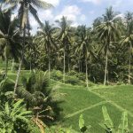 Palmbomen op Bali rijstvelden